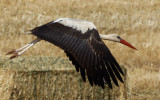 White Stork    חסידה לבנה