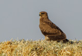 Lesser Spoted Eagle       עיט חורש