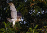 Short Toed Eagle