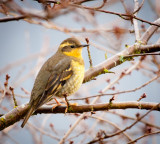 Thrushes and Thrashers