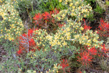 Indian Paintbrush