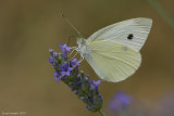 Pieris brassicae