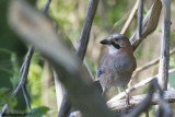 Ghiandaia (Garrulus glandarius)