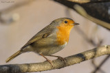 Erithacus rubecula