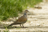 Streptopelia turtur