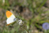 Anthocharis cardamines