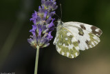 Pontia edusa