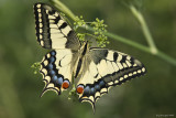 Papilio machaon 