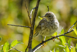 Anthus spinoletta