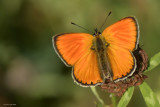 Lycaena virgaureae