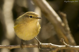 Phylloscopus collybita