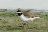 Corriere piccolo (Charadrius dubius)