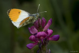 Anthocharis cardamines