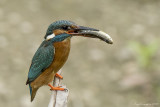 Martin pescatore (Alcedo atthis)