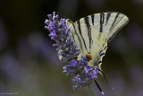 Iphiclides podalirius