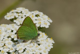 Callophrys rubi