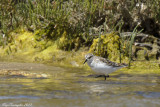 calidris minuta