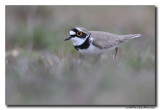 Kleine Plevier - Little Ringed Plover 2019