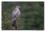 Buizerd - Buzzard