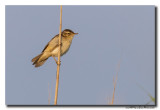 Rietzanger - Sedge Warbler