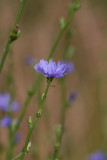 Wisconsin Wildflowers