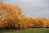 A very low sun makes for Autumnal colours in winter