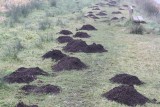 Mole hills!