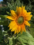 The first sunflower to bloom