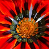 Gazania 