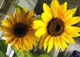 The last two sunflowers