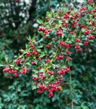 Hawthorn