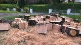 The remains of our blue cedar