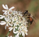 Hover fly on wild parsley