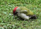 European Green Woodpecker - Picus viridus