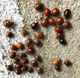 Ladybirds