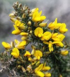 Gorse