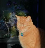 Ginger - Axl Cat and his reflection in the aquarium