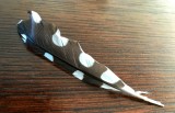 Feather from a greater spotted woodpecker