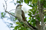 Yellow-billed Cuckoo