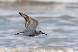 Dunlin