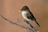 Eastern Phoebe