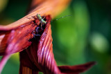 Of course it's all luck! ~ Henri Cartier-Bresson ~ Nikon D3, D3s, D4, D4s, D750