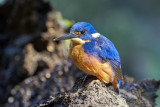 Azure Kingfisher Gallery