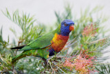 Lorikeets Gallery