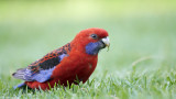 Rosellas Gallery