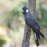 Carnaby's Black-Cockatoo
