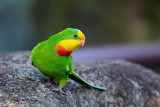 Superb Parrot Gallery