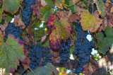 The Port Wine Grapes