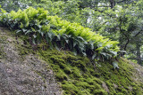 Rocky Soil