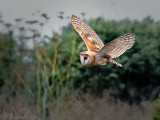 barn_owl